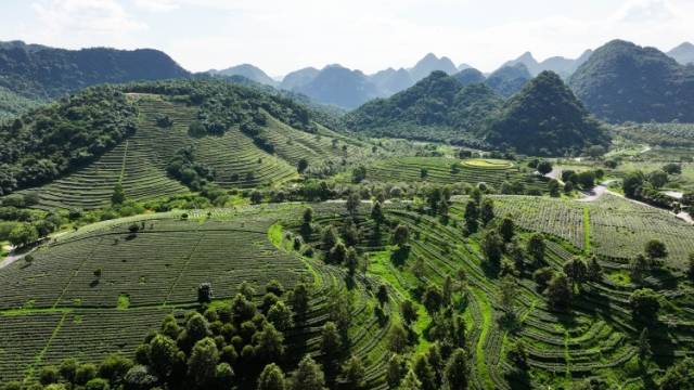 “得闲饮茶”，广东好茶如何香飘全国？全省专门开了一场座谈会