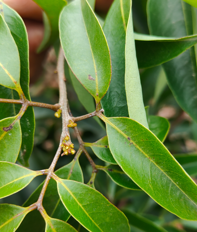 桂味荔枝来花。