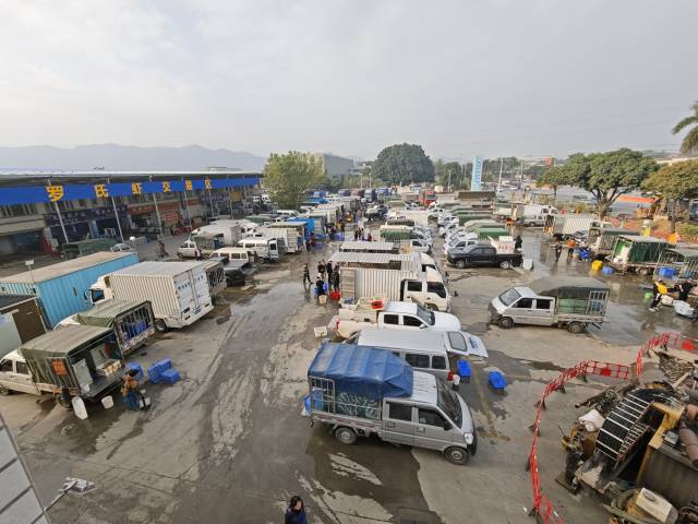 临近过年，肇庆水产综合市场车来车往、销售火爆。