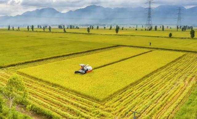 连片的广东稻田。