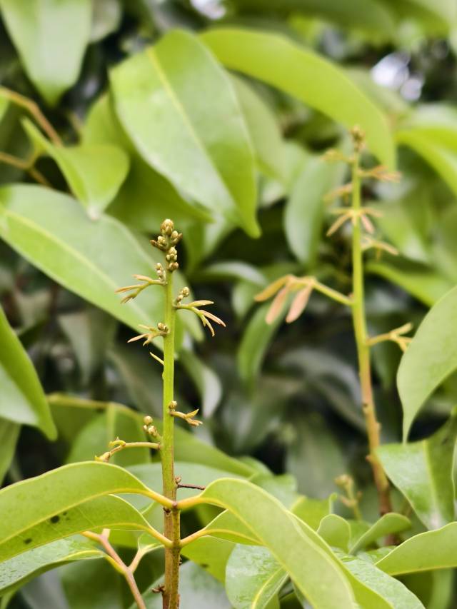 观音绿荔枝花芽分化情况。