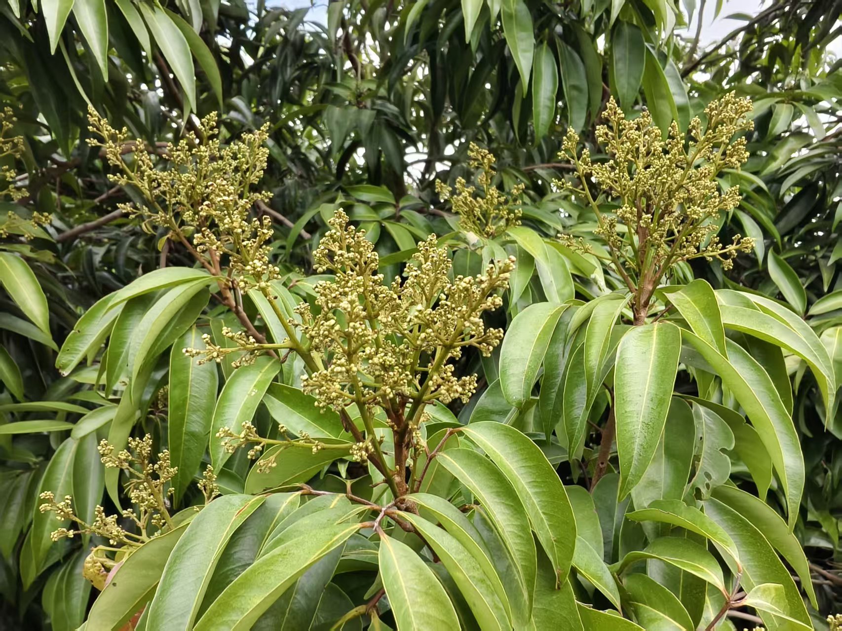 早熟荔枝来花。花良好晚