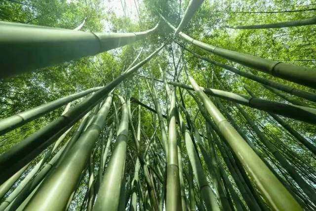 广宁竹产业。资料图片