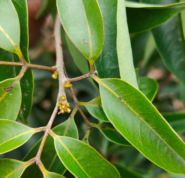 桂味荔枝来花。
