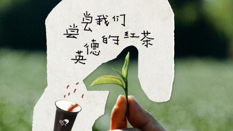 国际茶日看英德红茶：从茶园到奶茶杯的产业蝶变