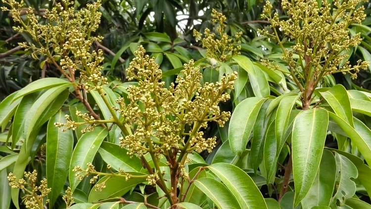2026年早熟荔枝成花良好，晚熟荔枝需抢抓成花最后窗口期