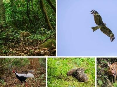 过年给你看点不一样的——古田密林中的“春节联欢会”