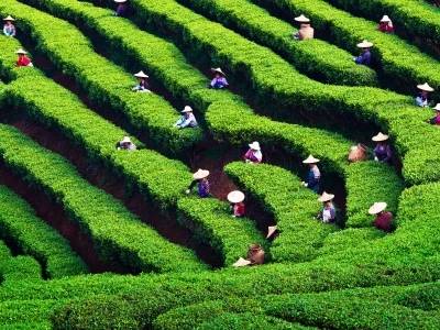 “土特产”变“金招牌”！因地制宜探索粤茶产业高质量发展新路径