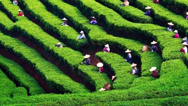 “土特产”变“金招牌”！因地制宜探索粤茶产业高质量发展新路径