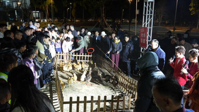 龙川四都，村晚节目间隙，套鸡鸭等农事运动收获火爆人气，不少村民顺利抱回今年首批“年货”。（陈文波 摄）
