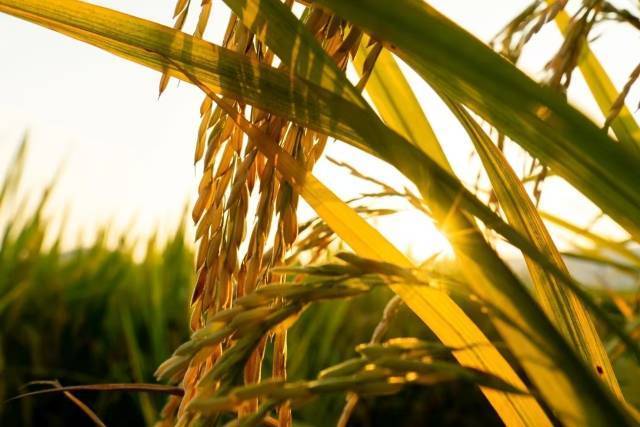 广东丝苗米是优质籼稻的代表。