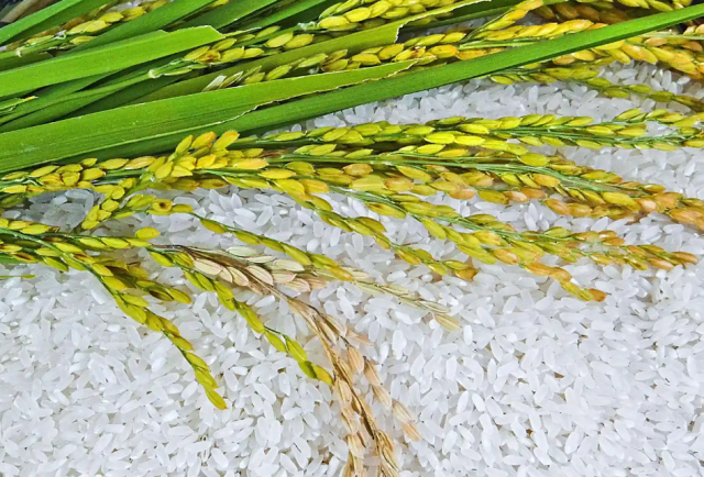 连山大米。资料图片