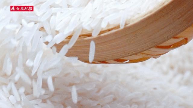 南方农村报 张植宏 拍摄