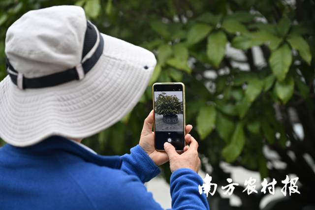 陆永洪将古树照片上传系统。