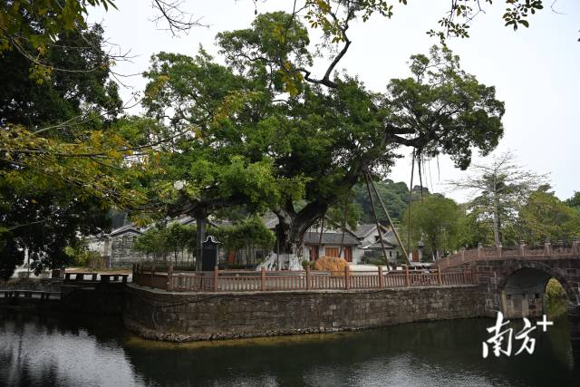 黄埔区莲塘村古榕树。