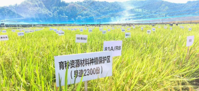 连山水稻种质种业创新研究基地。图片来源连山融媒体中心