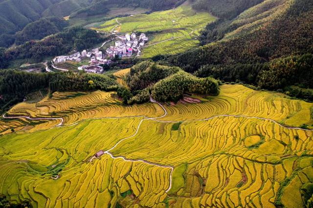 美“稻”了！一起来看广东丝苗米最美稻田