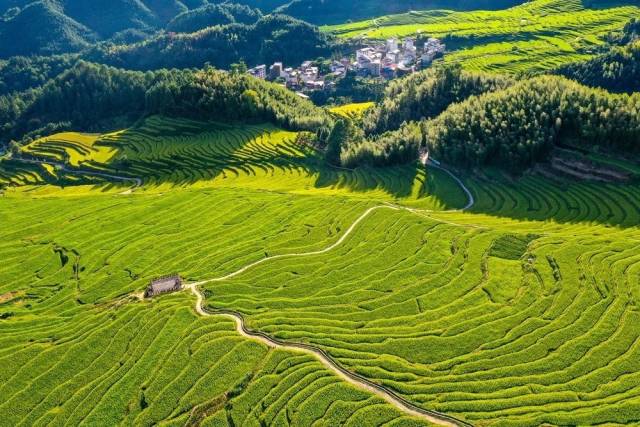 连山大米种植环境。资料图片