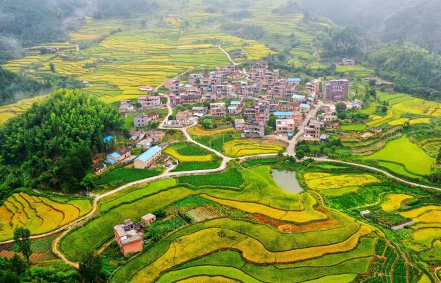 美“稻”了！一起来看广东丝苗米最美稻田