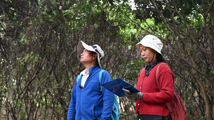 广州黄埔：护绿夫妻档，执手护古树丨寻美南粤 ‌⑬