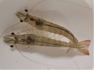 十五年“磨”一虾，“兴海1号”游出中国种虾自主路