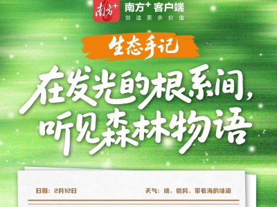 生态手记：在发光的根系间，听见森林物语｜湾心亮灯②