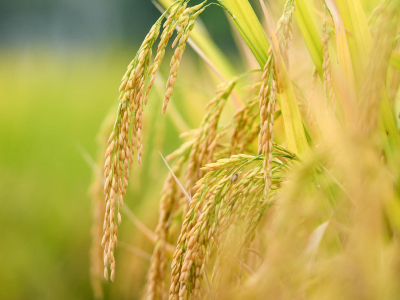 一粒米的百亿传奇｜广东米王看丝苗