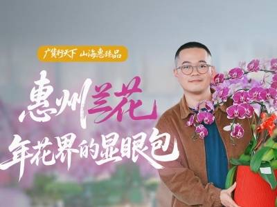 惠州兰花，年花界的显眼包｜广货行天下·山海惠臻品②