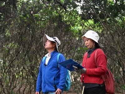 广州黄埔：护绿夫妻档，执手护古树丨寻美南粤 ‌⑬