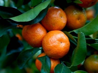 大“桔”大利！餐桌上的“解腻担当”｜广货行天下·肇庆一桌菜