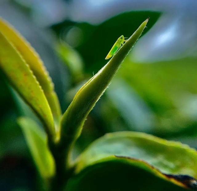 被虫咬出来的河源蝉茶