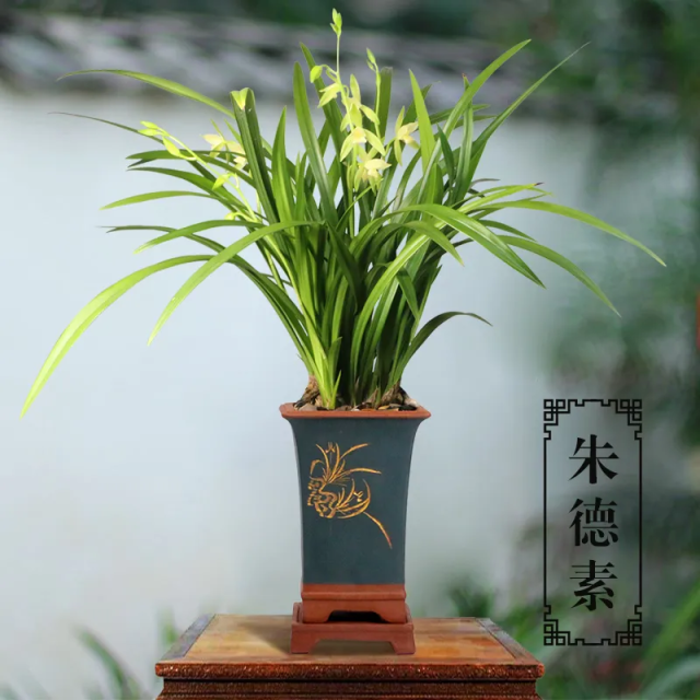 翁源兰花，花叶双绝。资料图片