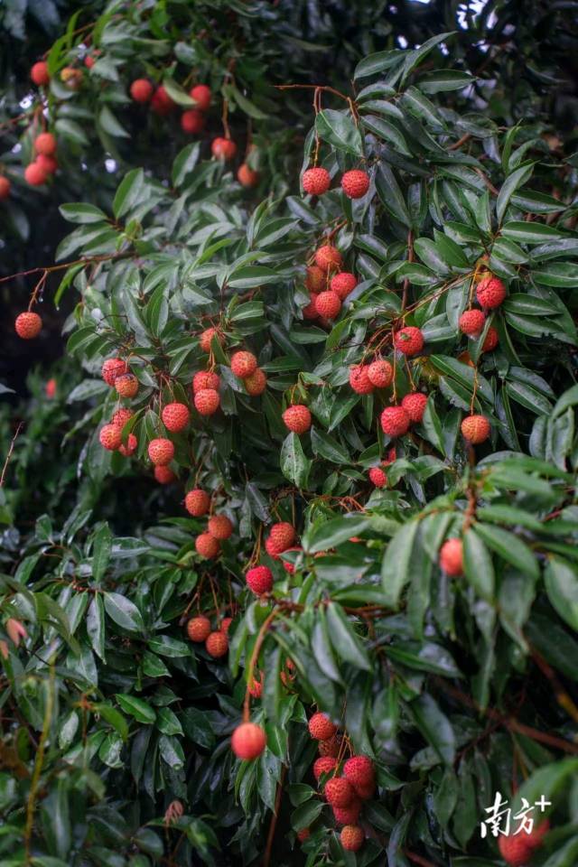 茂名桂味荔枝