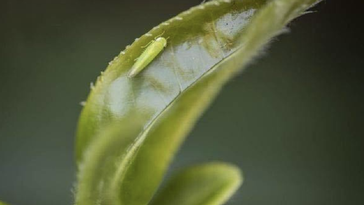 紫金蝉茶：被“蝉”咬出来的广东好茶