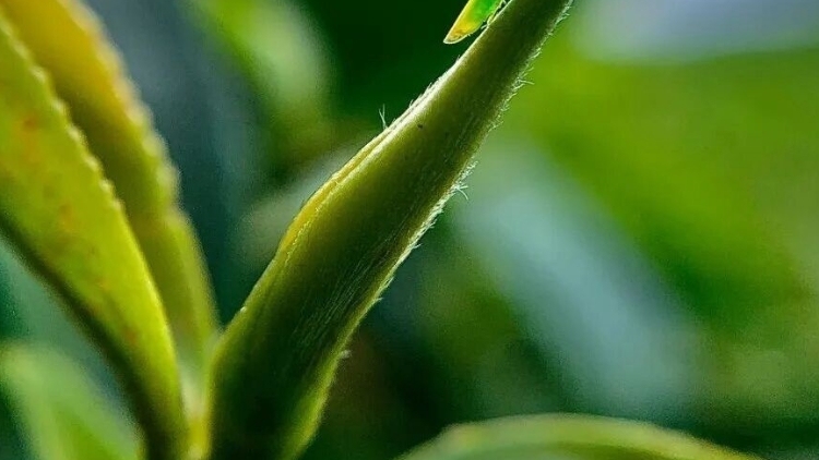 创新荔枝蝉茶罗氏虾气候贷！广东金融支持“土特产”变“金饭碗”