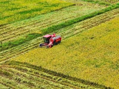 丝苗米的育种突围之路｜广东米王看丝苗