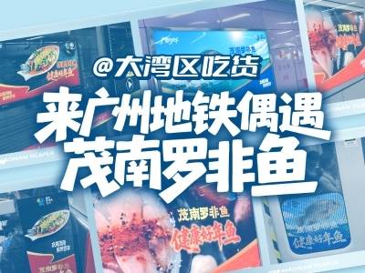 @大湾区吃货，来广州地铁偶遇茂南罗非鱼