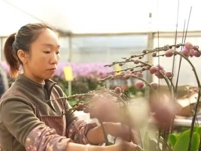 爆款售罄、小盆景走俏……四会兰花“花样上新”｜新春走基层