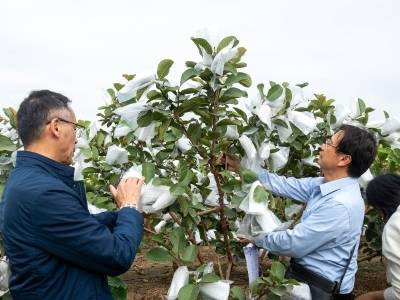 科技加持，省农科院果树所助力明星番石榴产量破万斤！