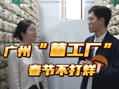 新春走基层｜广州“菌工厂”新年不打烊