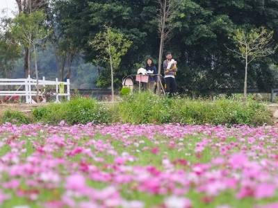 视频｜中山濠头浪漫花海，春节等你来！