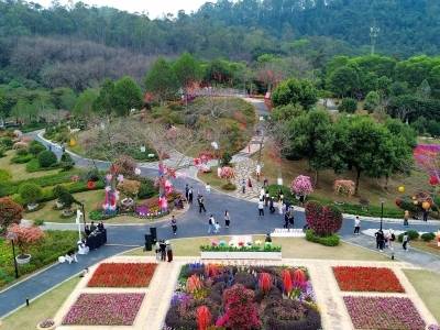 把年味“种”进春天里，来东莞植物园共赴新春“花事”