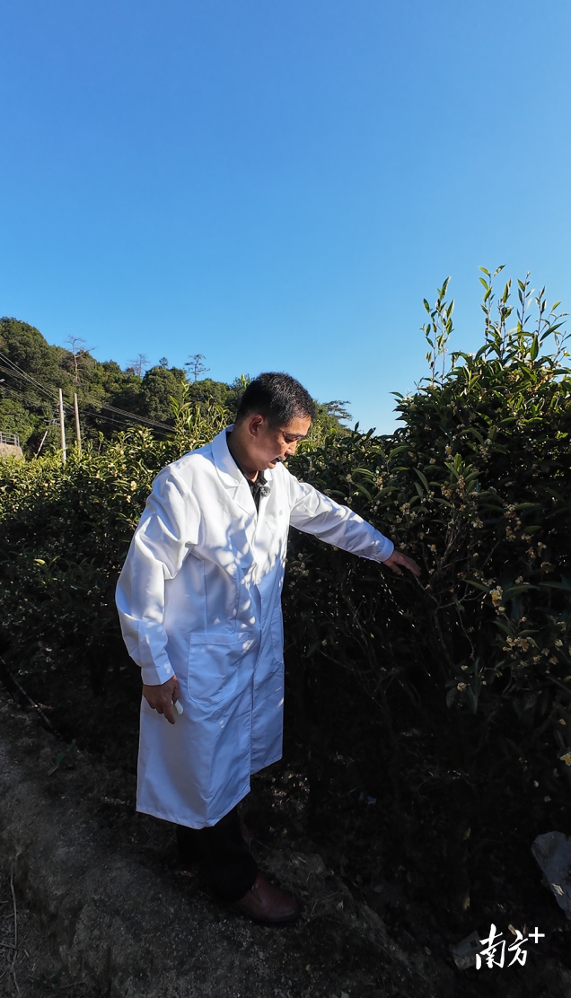 韦明尊在茶园里查看单丛茶长势。