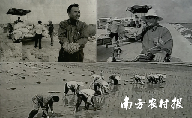 上世纪90年代末，马镇顺带头在潮汕各地开荒。 