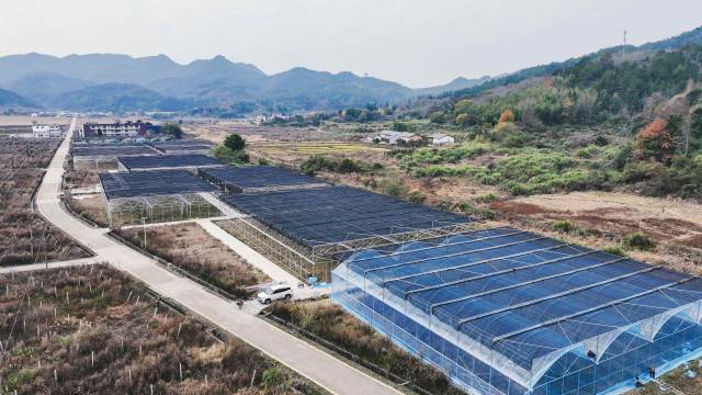 百香果种植基地。始兴县委宣传部供图