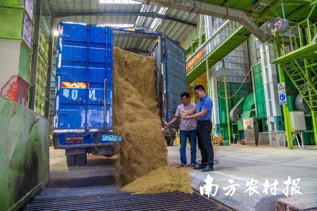 马学杰和工人在合作社的烘干中心。  