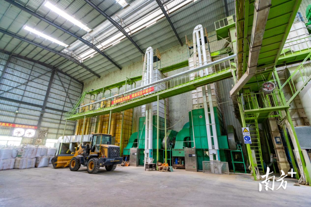 粤强农装！广东丝苗米全链升级丨广货行天下