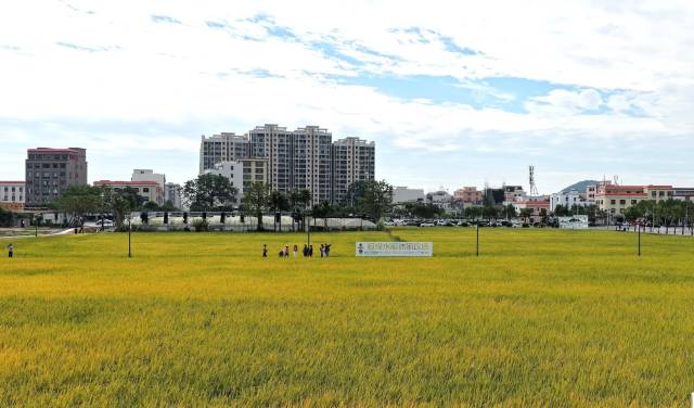 金浦街道超级水稻休闲农场。