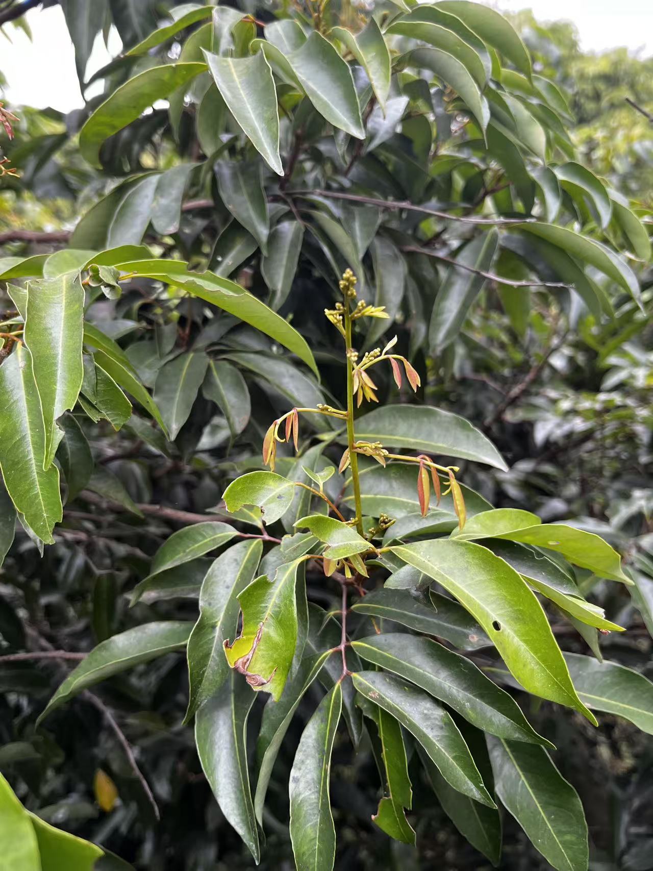 荔枝花芽。发布<strong></strong> 荔枝花芽。茂名
