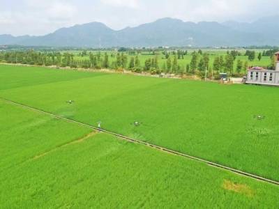 从一粒米到一条链，台山大米真香！｜广东米王看丝苗